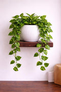 Artificial Green Plant for Modern Home Interior Decoration